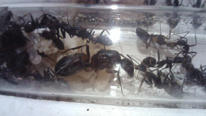 Colonie de Camponotus cruentatus avec sa gyne, [Blog] Camponotus cruentatus "Les survivantes"
