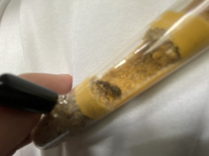 Gyne, [formica sp.] Première gyne