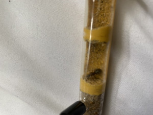 Gyne 2, [formica sp.] Première gyne