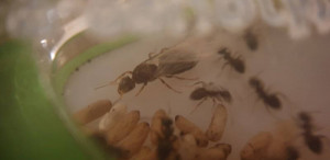 Photo gyne ?, [Lasius sp.] Identification colonie trouvée dans bois de chauffage et déménagée