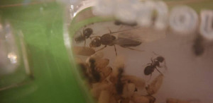 Gyne profil, [Lasius sp.] Identification colonie trouvée dans bois de chauffage et déménagée