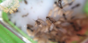 Ouvrières de dessous, [Lasius sp.] Identification colonie trouvée dans bois de chauffage et déménagée