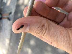 gyne (floue, désolé), [Lasius sp.] Deux gynes trouvées dans la cour de l'école