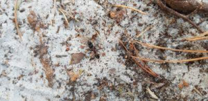 Une autre, désolé si la photo est un peu floue, [Camponotus ligniperda] Espèces forêt de Fontainebleau
