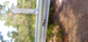 Une ouvrière mise en tube, Camponotus ligniperda