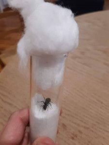 gyne 23 juin bis, [Camponotus cruentatus] Demande identification énorme gyne