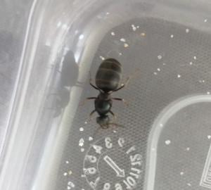 Fourmi n2, [Lasius sp.] Gynes trouvées sur le sable en Bretagne