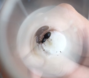 Gyne n°2, [Lasius sp.] Grosse gyne noire à reflets verts