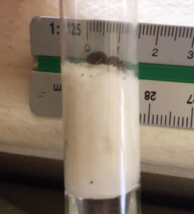 Gyne n°2 bis, [Lasius sp.] Grosse gyne noire à reflets verts