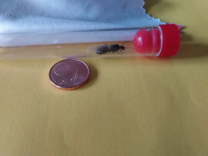 Gyne, [Camponotus sp.] Gyne noire 13 mm