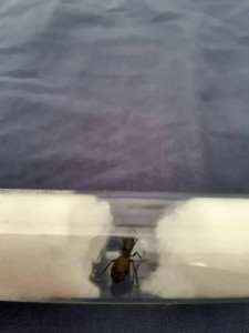Gyne 3, [Camponotus cruentatus] Demande identification énorme gyne