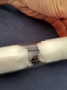 Gyne 4, [Camponotus cruentatus] Demande identification énorme gyne