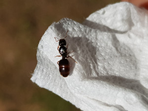 Gyne ambrée, [Pheidole pallidula] Demande identification petite gyne à gastre ambré