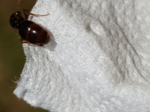Gastre, [Pheidole pallidula] Demande identification petite gyne à gastre ambré