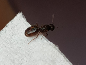 Gyne 2, [Pheidole pallidula] Demande identification petite gyne à gastre ambré