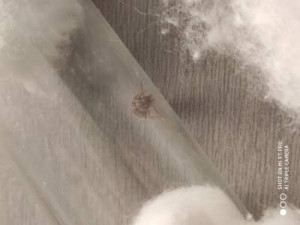 lasius, [Lasius sp.] Identification de fourmis marron/noires