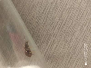 lasiusf1, [Lasius sp.] Identification de fourmis marron/noires