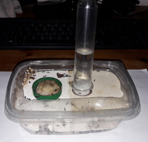 Nid Messor barbarus, [Blog] Messor barbarus