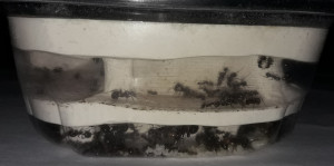 Nid Messor barbarus, [Blog] Messor barbarus