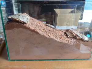 Deuxième nid, [Blog] Formica sanguinea