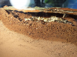 Cavité, [Blog] Formica sanguinea