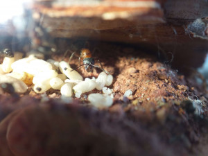 La gyne, [Blog] Formica sanguinea