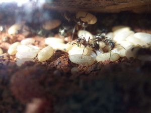 Couvain, [Blog] Formica sanguinea