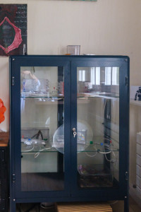 Vitrine - 2, [Blog] Messor minor minor, Messor capitatus & Messor barbarus
