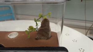 Nid combo 2, Combo nid et aire de chasse