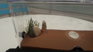 Nid combo 5, Combo nid et aire de chasse