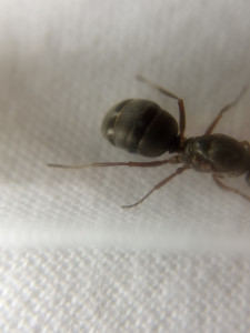 Formica sp., [F. sanguinea et Formica sp.] Demande d'identification de 2 gynes Formica sp.