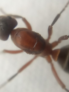 Thorax, [F. sanguinea et Formica sp.] Demande d'identification de 2 gynes Formica sp.