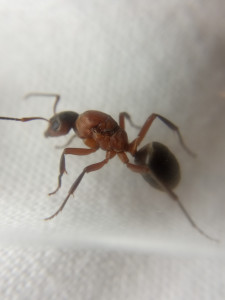 De profil, [F. sanguinea et Formica sp.] Demande d'identification de 2 gynes Formica sp.