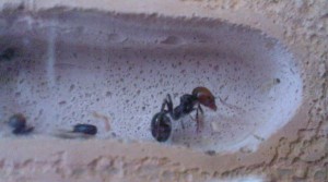 Major Messor Barbarus, Ma colonie de Messor barbarus