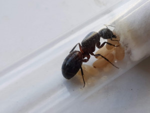 Le 04/07/20., [Blog] Camponotus ligniperda de Haute-Loire
