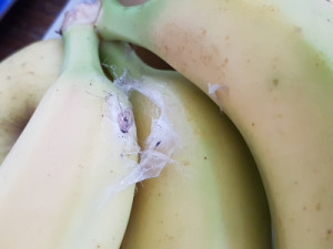 Nid entre les bananes., [Blog] Oecophylla longinoda