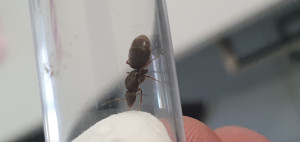 Gyne, [Lasius sp.] Identification gyne trouvée dans mon jardin