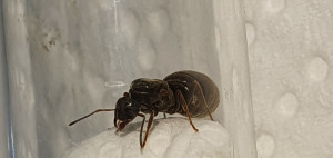 Gyne, [Lasius sp.] Identification gyne trouvée dans mon jardin