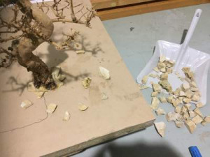 Bonsaï façon désert, Grande aire de chasse en verre