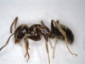 Ouvrière, [Lasius sp.] Gyne noire sur pelouse jardin, Tapinoma sp. ?