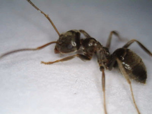 Ouvrière, [Lasius sp.] Gyne noire sur pelouse jardin, Tapinoma sp. ?