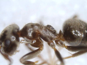 Ouvrière, [Lasius sp.] Gyne noire sur pelouse jardin, Tapinoma sp. ?