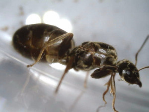 Gyne vivante, [Lasius sp.] Gyne noire sur pelouse jardin, Tapinoma sp. ?