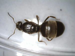 Gyne vivante, [Lasius sp.] Gyne noire sur pelouse jardin, Tapinoma sp. ?