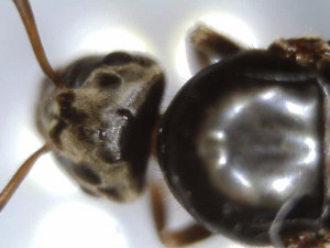 Gyne vivante, [Lasius sp.] Gyne noire sur pelouse jardin, Tapinoma sp. ?