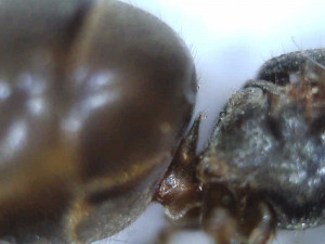 Gyne épinglée, [Lasius sp.] Gyne noire sur pelouse jardin, Tapinoma sp. ?