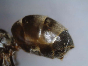 Gyne épinglée (abdomen), [Lasius sp.] Gyne noire sur pelouse jardin, Tapinoma sp. ?