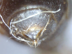 Gyne épinglée (acidopore), [Lasius sp.] Gyne noire sur pelouse jardin, Tapinoma sp. ?