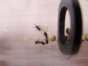 Gyne verte : ouvrière et couvain, [Blog] Les Messor capitatus de Schtroumpfette