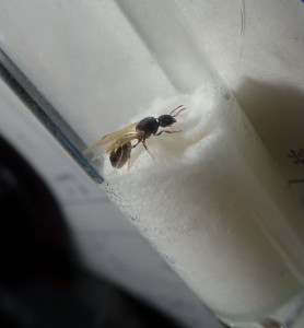 de côté, [Tetramorium sp.] Identification de gyne d'Indre et Loire